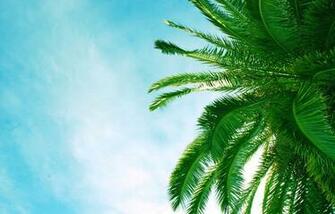 Wallpaper Palm Leaf Sky Blue Desktop Nature