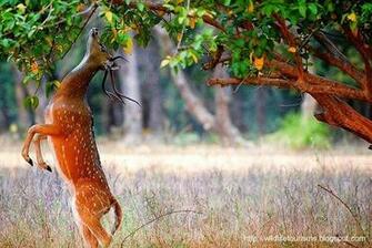 Nanda Devi National Park Uttarakhand Photos Image And