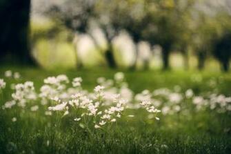 4k Wallpaper Macro Flowers White Trees Grass Blur Herbs