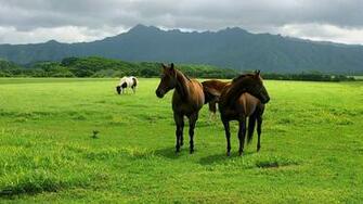 Horse HD Wallpaper Picswallpaper