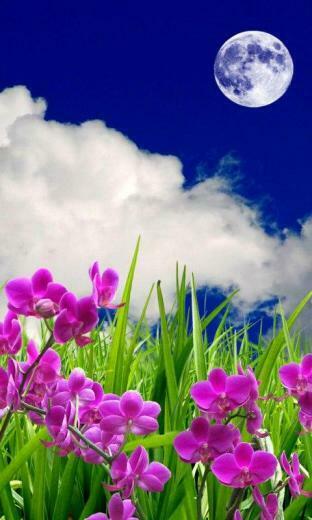 3d Flowers HD Live Wallpaper Screenshot