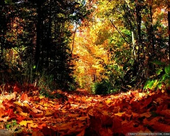 Fall Season Wallpaper