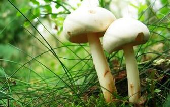 HD 1080p Mushroom Wallpaper