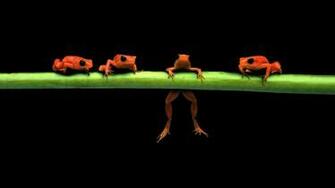Hanging Frogs Black Background Amphibians Wallpaper HD