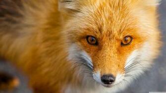 Red Fox Wallpaper