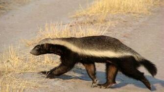 Honey Badger Wallpaper HD