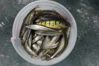 Smelt Fish Wallpaper