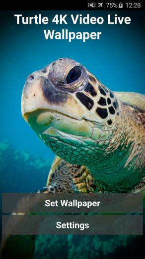 Turtle 4k Video Live Wallpaper Gratis