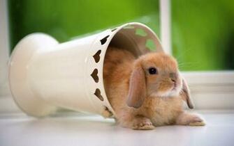 Android Phones Wallpaper Cute Rabbit