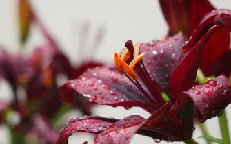 Burgundy Flowers And Rain Drops