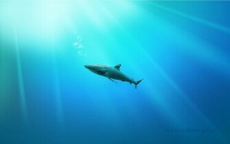 Shark HD Wallpaper For Raccoon