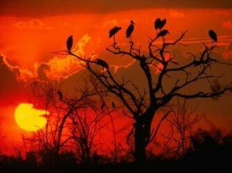 Best Nature HD Wallpaper Pack