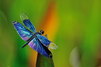 Insects Wallpaper