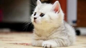 Beautiful Cat Wallpaper HD Pictures One