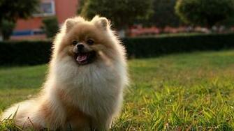 Pomeranian Puppies Puppy HD Photos Animals Wallpaper