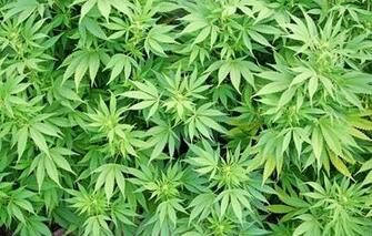 Wallpaper Leaves Macro Plant Hemp Image For Desktop Section