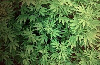 Sick And Twisted Wallpaper Weed An Unbiased As Possible Look At