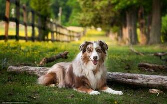 Wallpaper Dog Summer Field Desktop In The