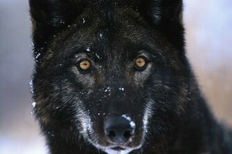 Black Wolf