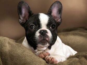 Wallpaper Puppy Dog French Bulldog Desktop