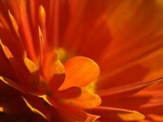 Orange Flower Wallpaper
