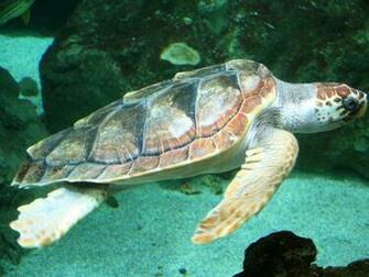 Sea Turtle Wallpaper