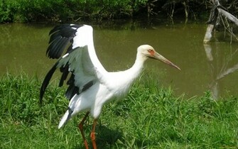 Animal Stork Wallpaper