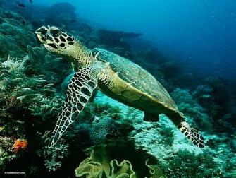Sea Animals Wallpaper And Background