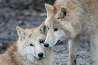 Back To Wolf Facts And Information Wallpaper HD Next Image
