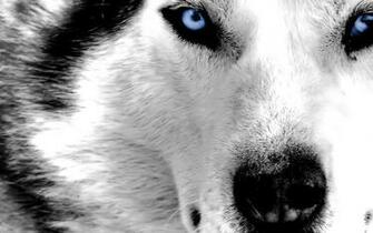 Arctic Wolf Image HD Wallpaper Greenland Husky
