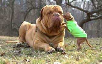 Browse Funny Pitbull Dog Pictures HD Photo Wallpaper Collection