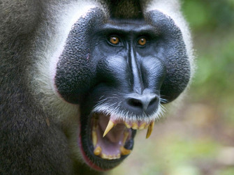 Baboon Wallpaper And Image