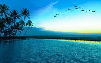 Nature Landscape Birds Flying Sunrise Blue Lake Palm Trees