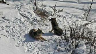 An Important Step For Wildlife At Isle Royale National Parks