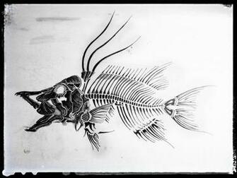 Hogfish Tattoo Concept Madison Art Fish Skeleton Tattoos