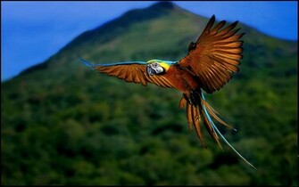 Flying Macaw Wallpaper Photo And All