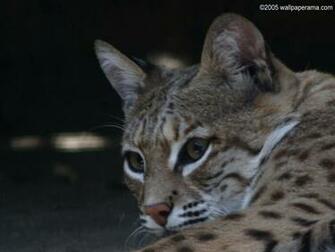 Wild Cat Wallpaper HD Background Image Pictures