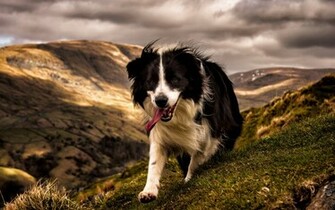 Best Border Collie Wallpaper HD Wallpaperlepi