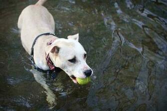 Info Pit Bull Dog HD Wallpaper In Below Resolution