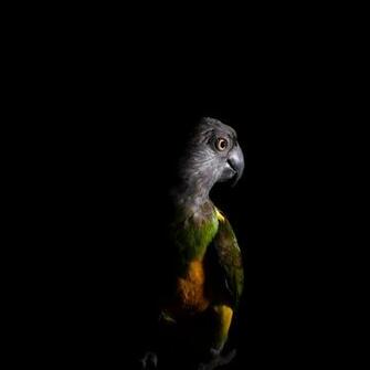Parrot Bird Dark Wallpaper