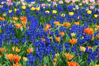 Colorful Flower Background Stock Photo HD Public Domain