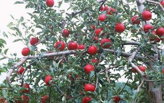 Apple Tree Wallpaper Top HDq Image