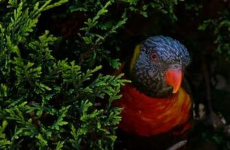 Cute Birds HD Wallpaper 1080p Bird Parrot