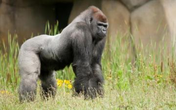 Gorilla HD Wallpaper