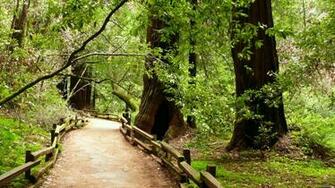 Mlewallpaper Muir Woods Path Ii