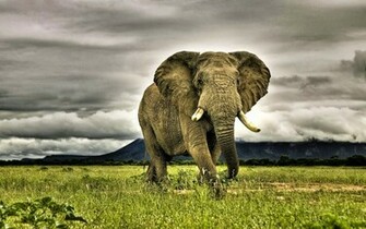 African Elephants