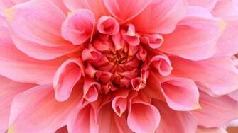 Flowers Wallpaper Desktop Background Full Screen Ore Walls