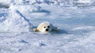 Seal Wallpaper Desktop Background Animal Org