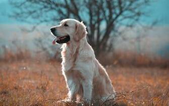 Golden Retriever Wallpaper
