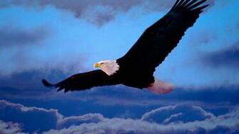 Wings Dom Bald Eagles Wallpaper